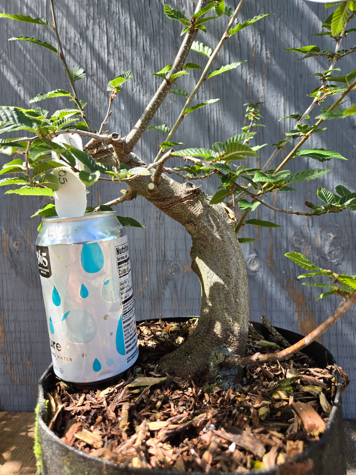 Carpinus coreana, Korean Hornbeam, Ccor Sept 05