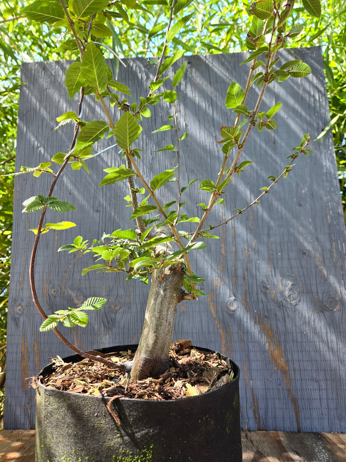 Carpinus coreana, Korean Hornbeam, Ccor Sept 05