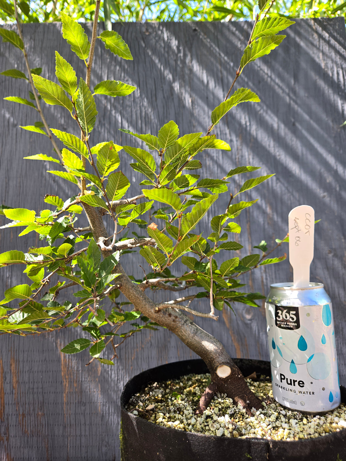 Carpinus coreana, Korean Hornbeam, Ccor Sept 06