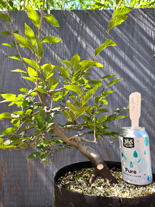 Carpinus coreana, Korean Hornbeam, Ccor Sept 06