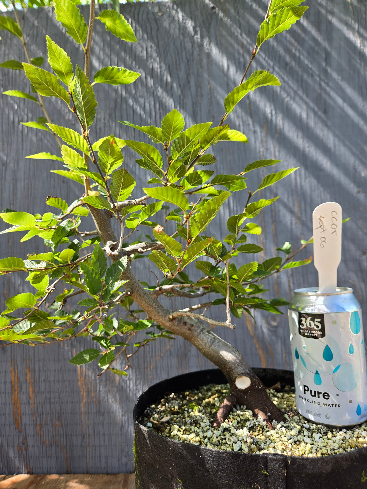 Carpinus coreana, Korean Hornbeam, Ccor Sept 06