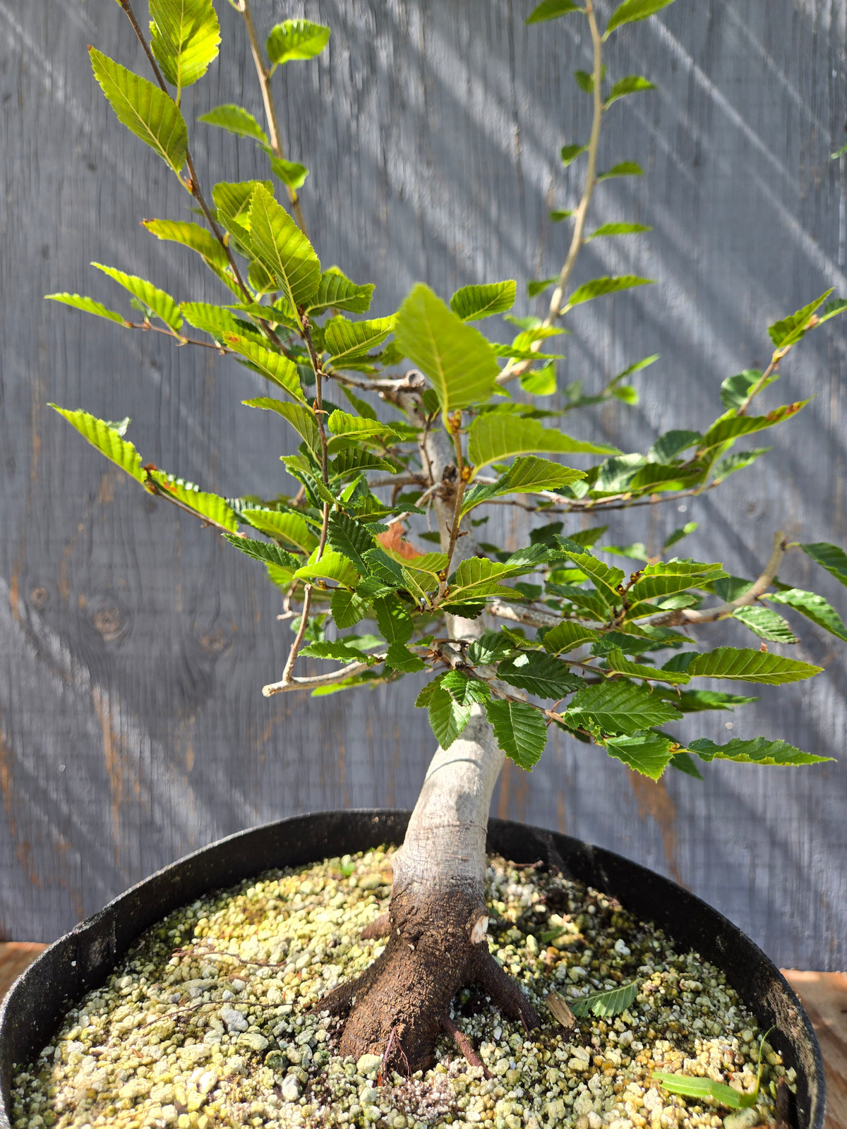 Carpinus coreana, Korean Hornbeam, Ccor Sept 06