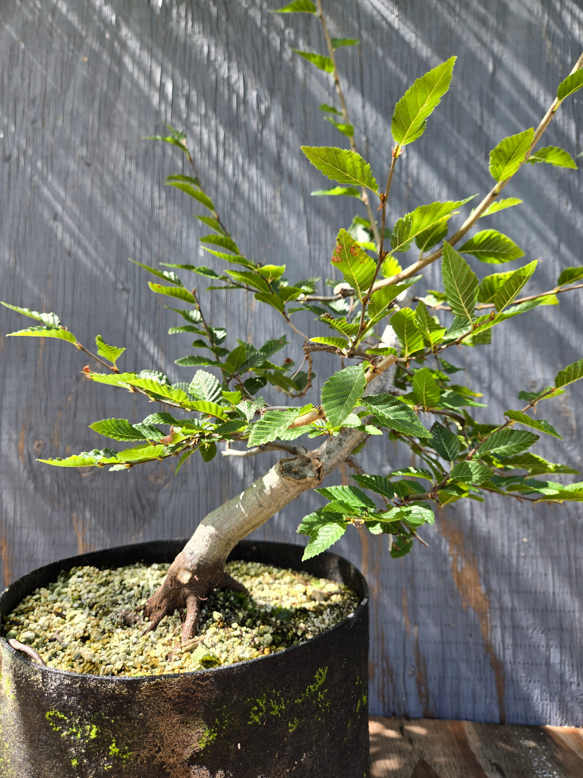 Carpinus coreana, Korean Hornbeam, Ccor Sept 06