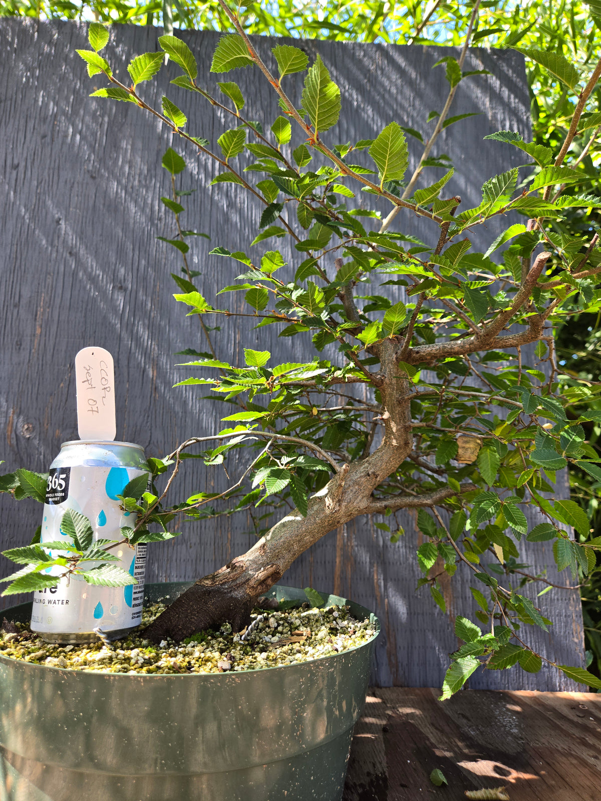 Carpinus coreana, Korean Hornbeam, Ccor Sept 07