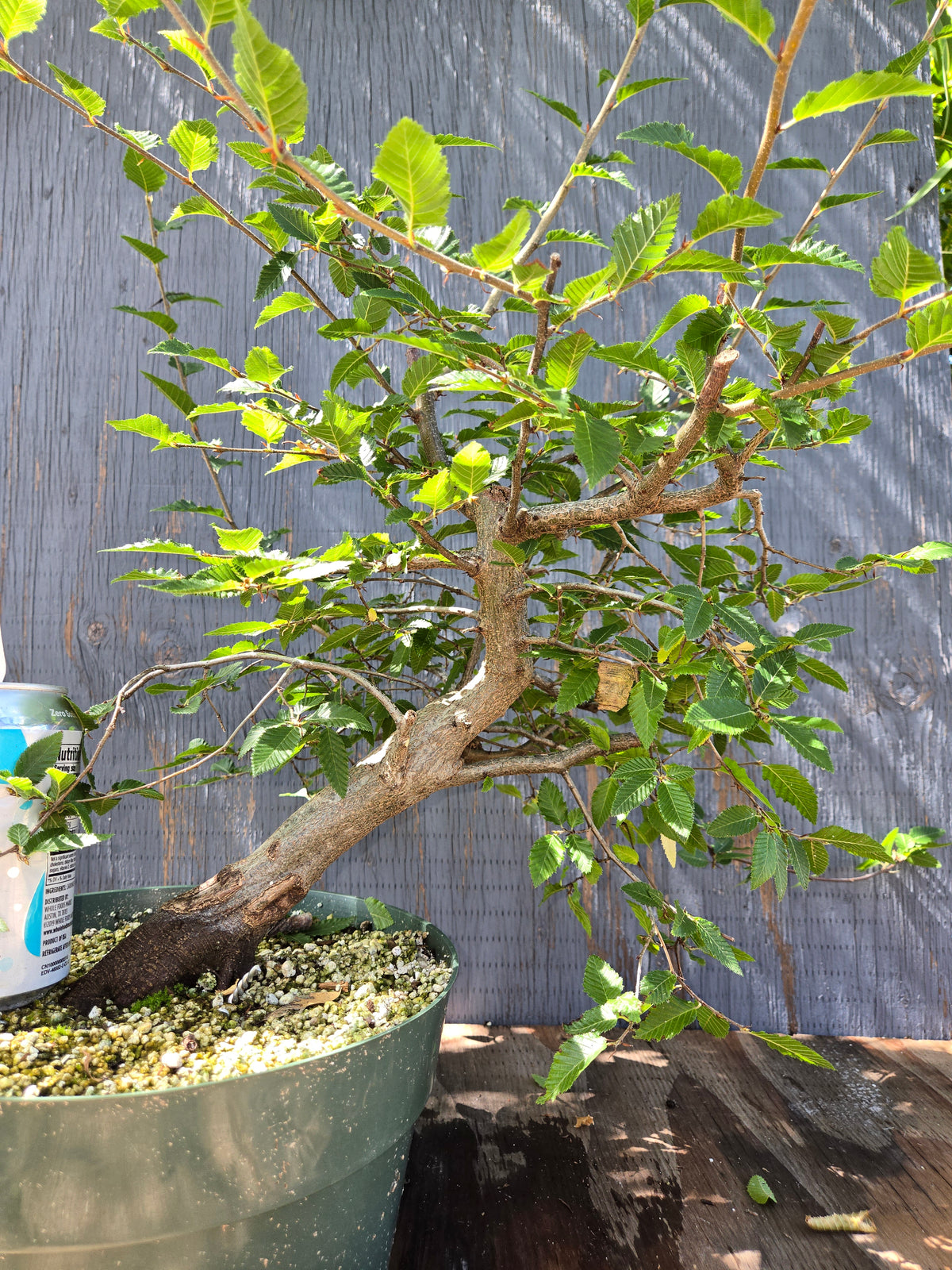 Carpinus coreana, Korean Hornbeam, Ccor Sept 07