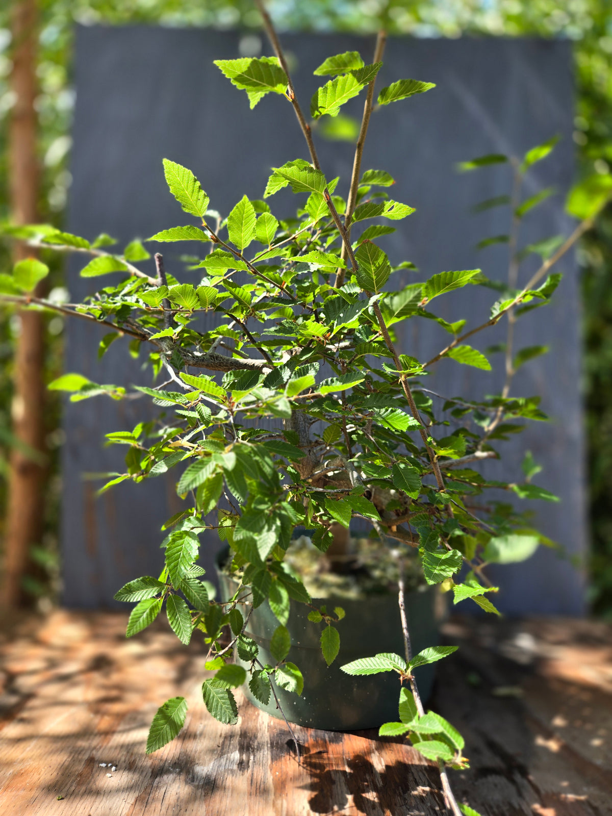 Carpinus coreana, Korean Hornbeam, Ccor Sept 07