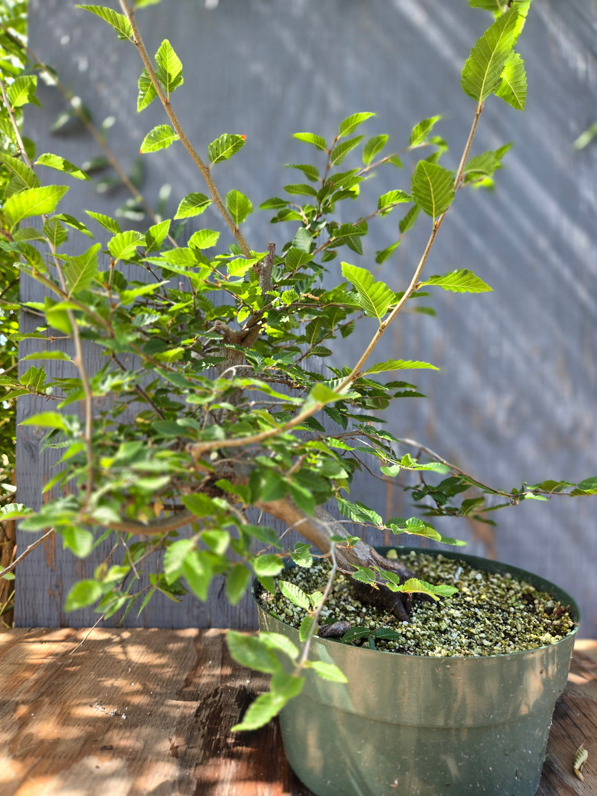 Carpinus coreana, Korean Hornbeam, Ccor Sept 07