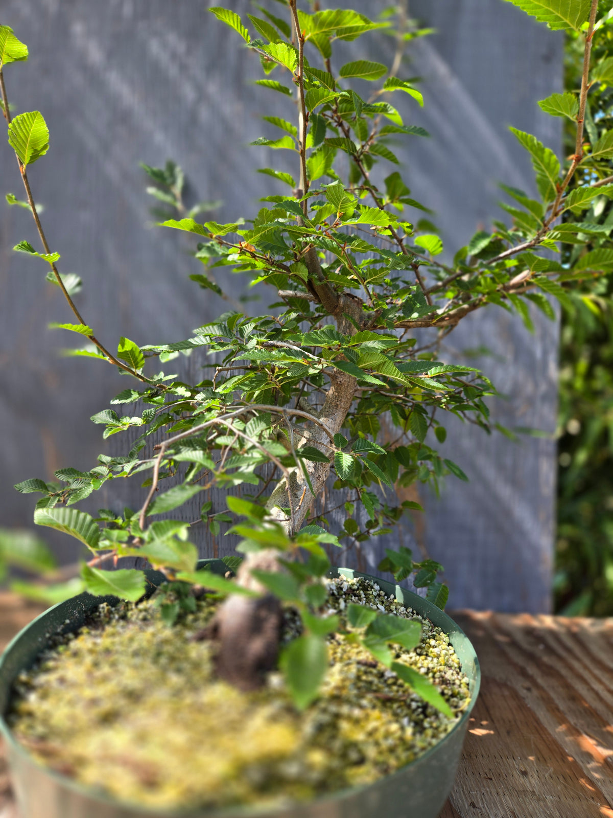 Carpinus coreana, Korean Hornbeam, Ccor Sept 07