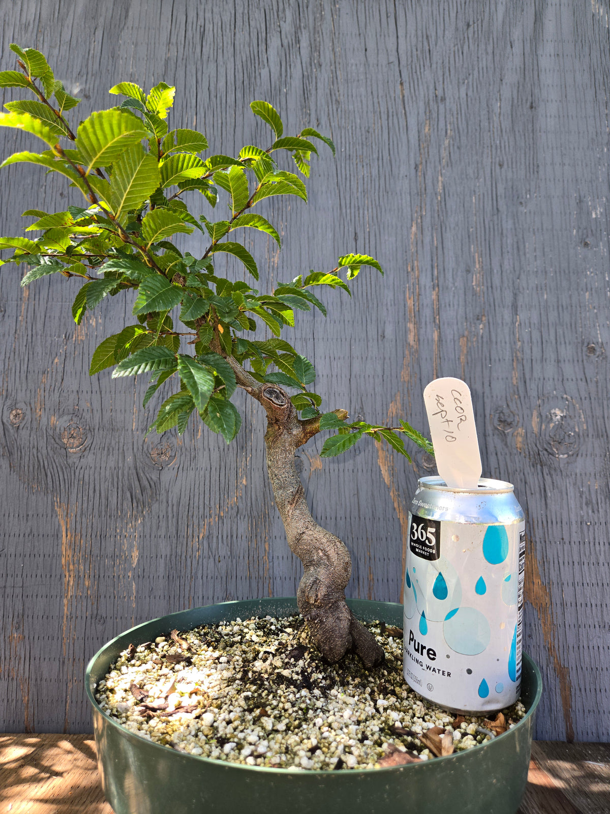 Carpinus coreana, Korean Hornbeam, Ccor Sept 10