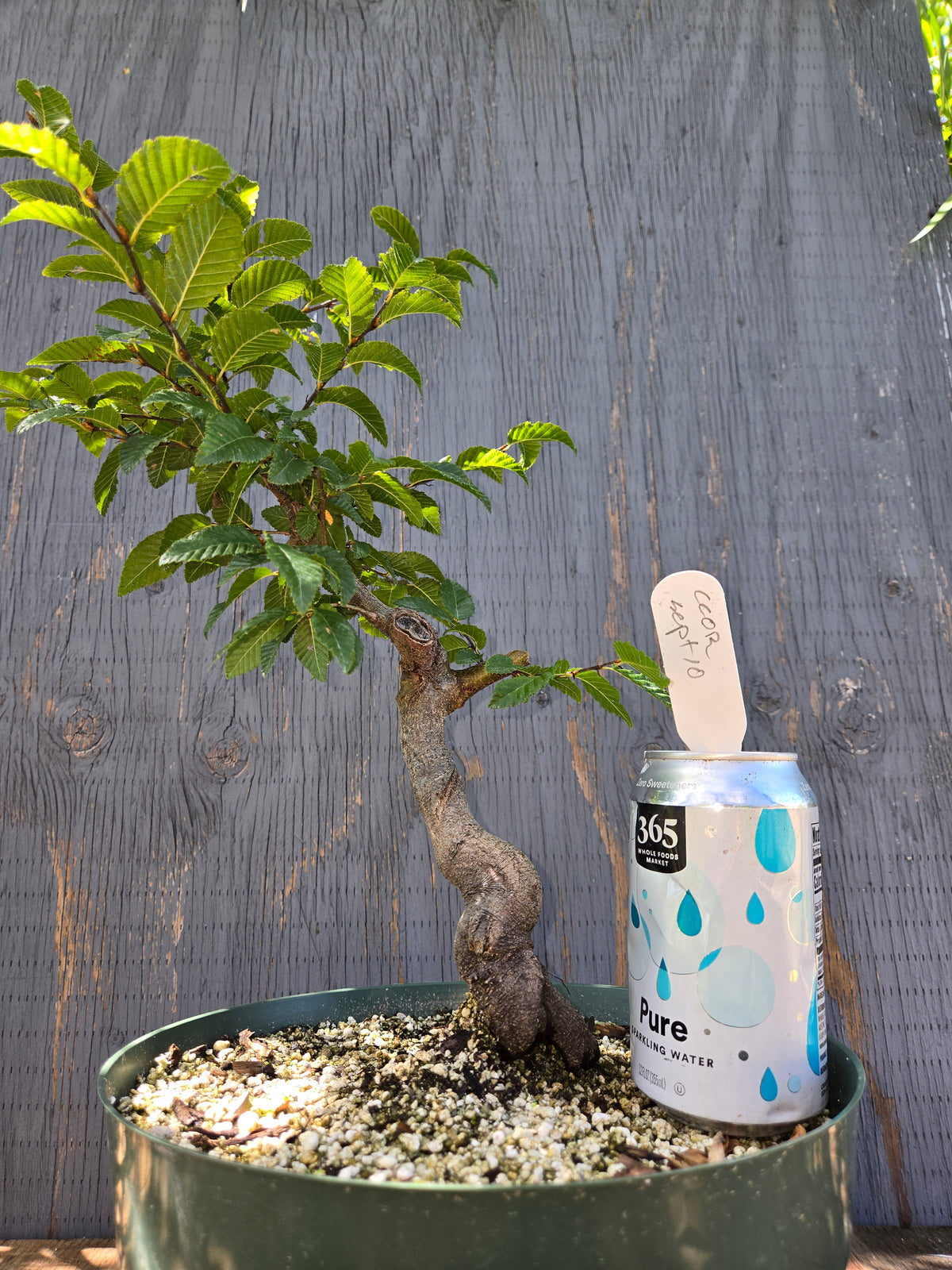 Carpinus coreana, Korean Hornbeam, Ccor Sept 10