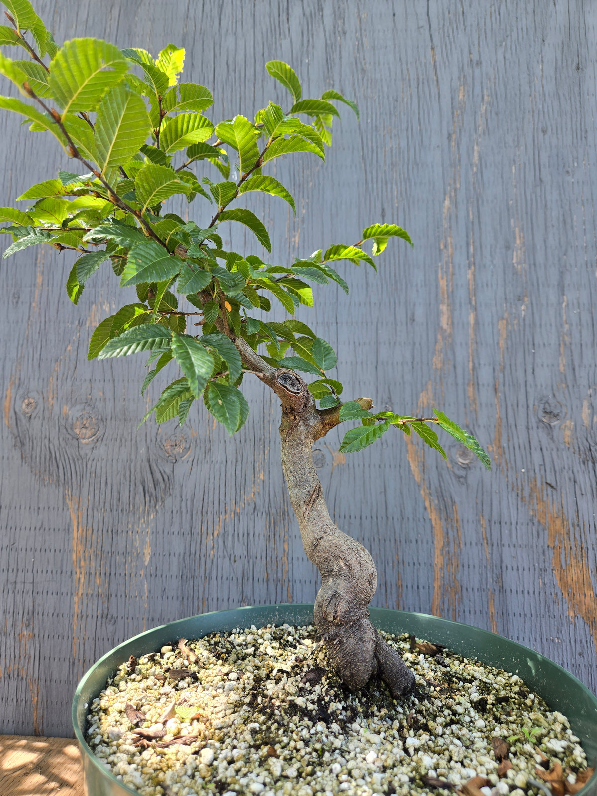 Carpinus coreana, Korean Hornbeam, Ccor Sept 10