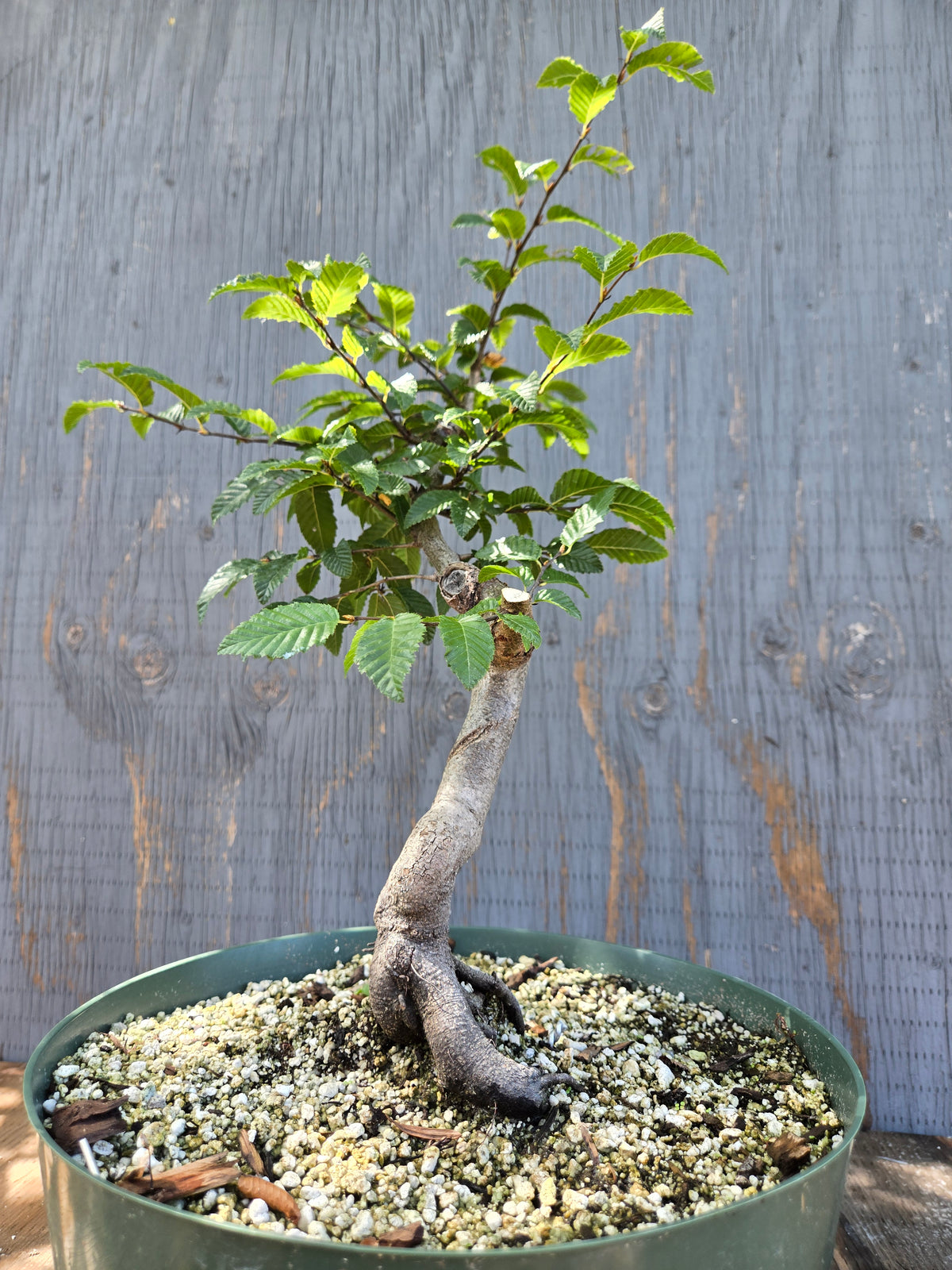 Carpinus coreana, Korean Hornbeam, Ccor Sept 10