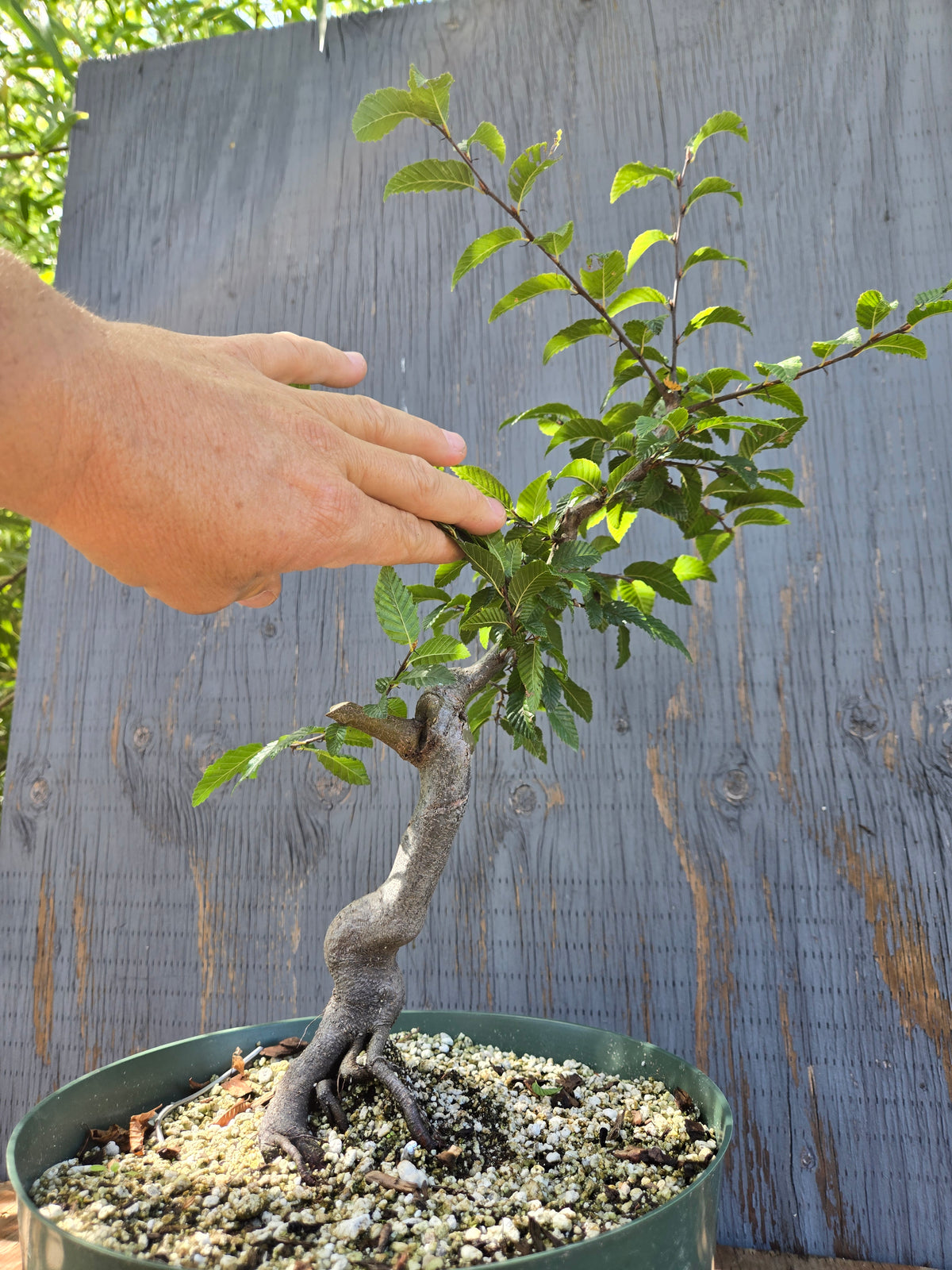 Carpinus coreana, Korean Hornbeam, Ccor Sept 10