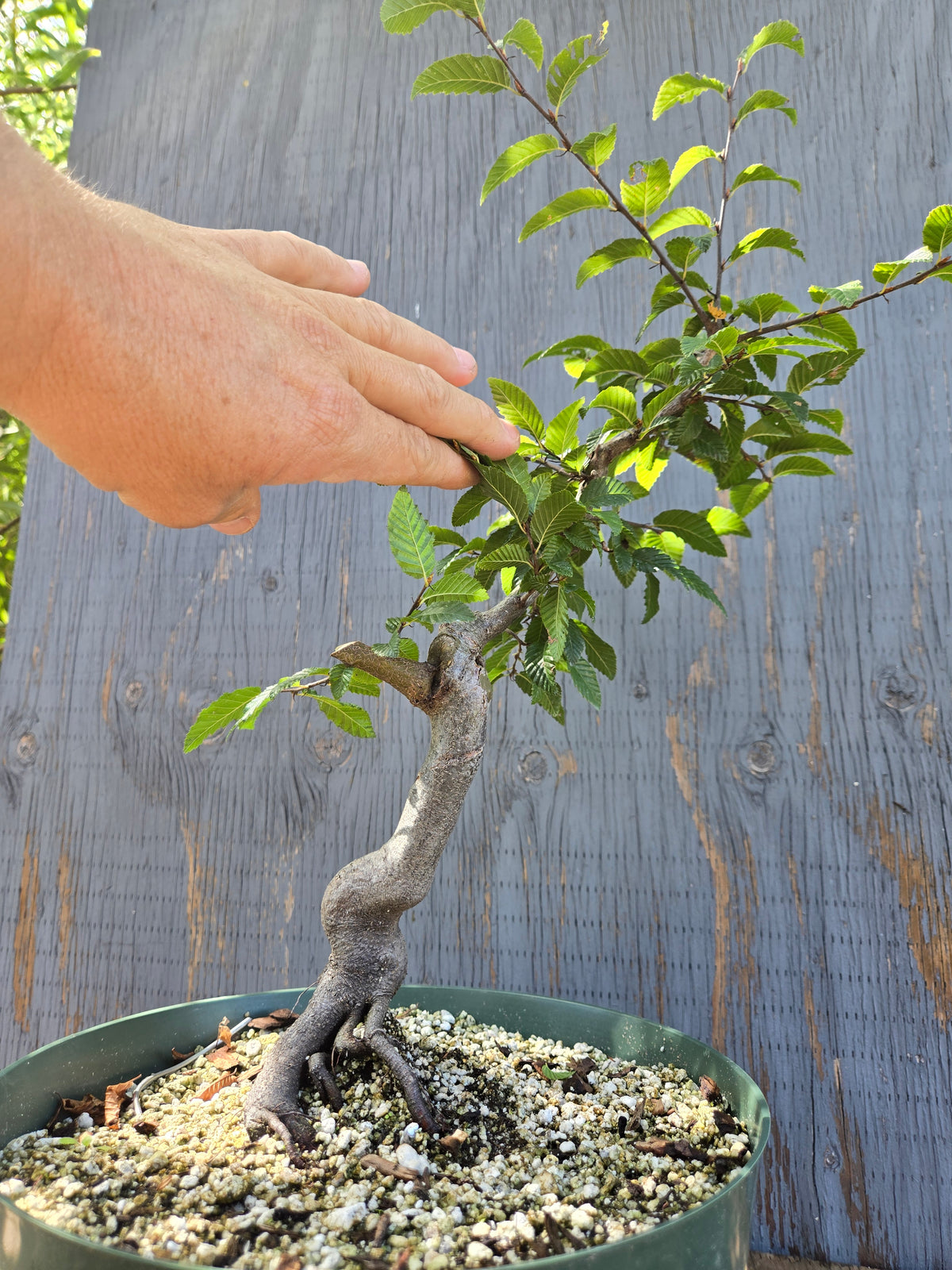 Carpinus coreana, Korean Hornbeam, Ccor Sept 10