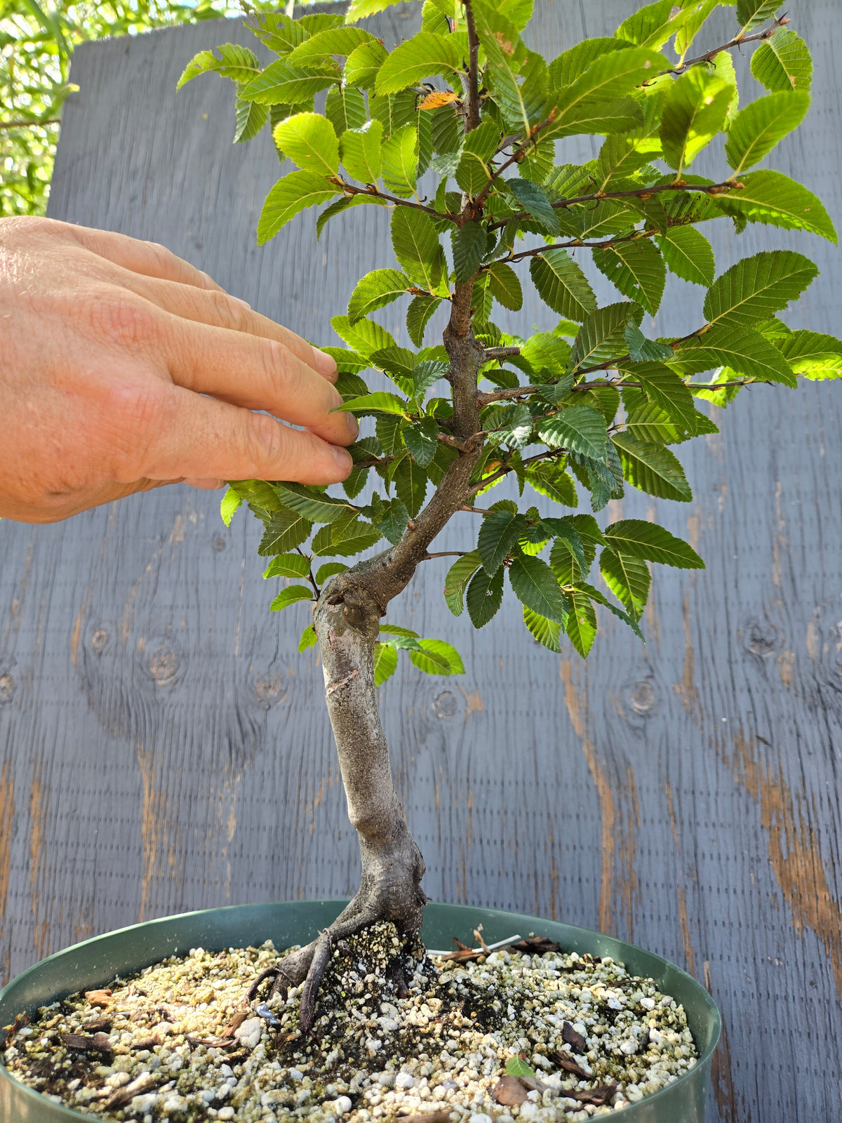 Carpinus coreana, Korean Hornbeam, Ccor Sept 10