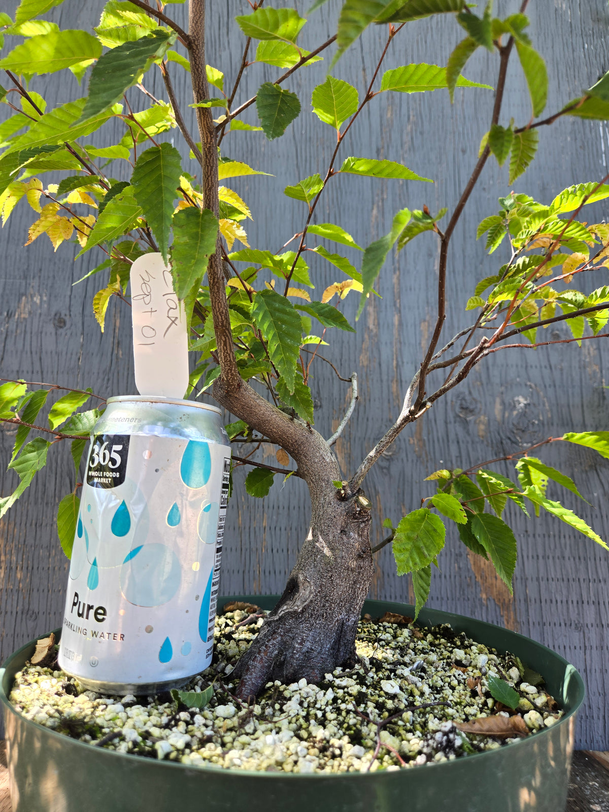 Carpinus laxiflora, Loose Flower Hornbeam Clax Sept 01