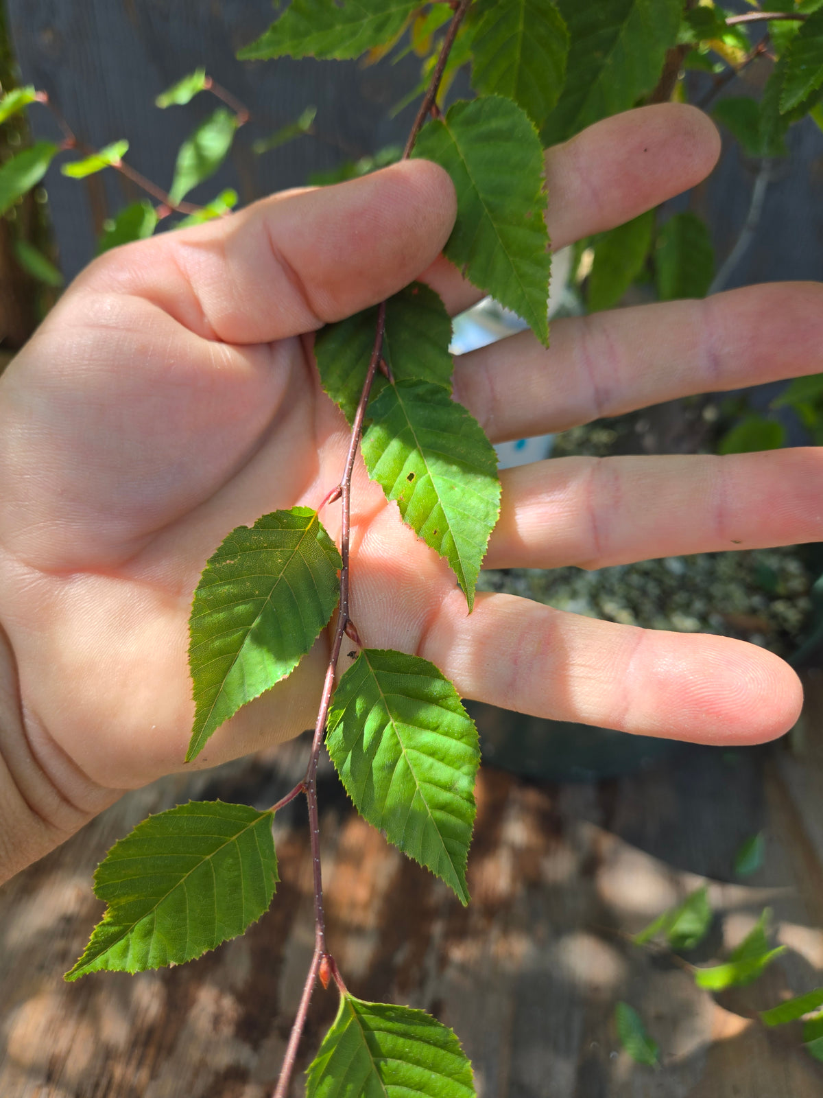 Carpinus laxiflora, Loose Flower Hornbeam Clax Sept 01