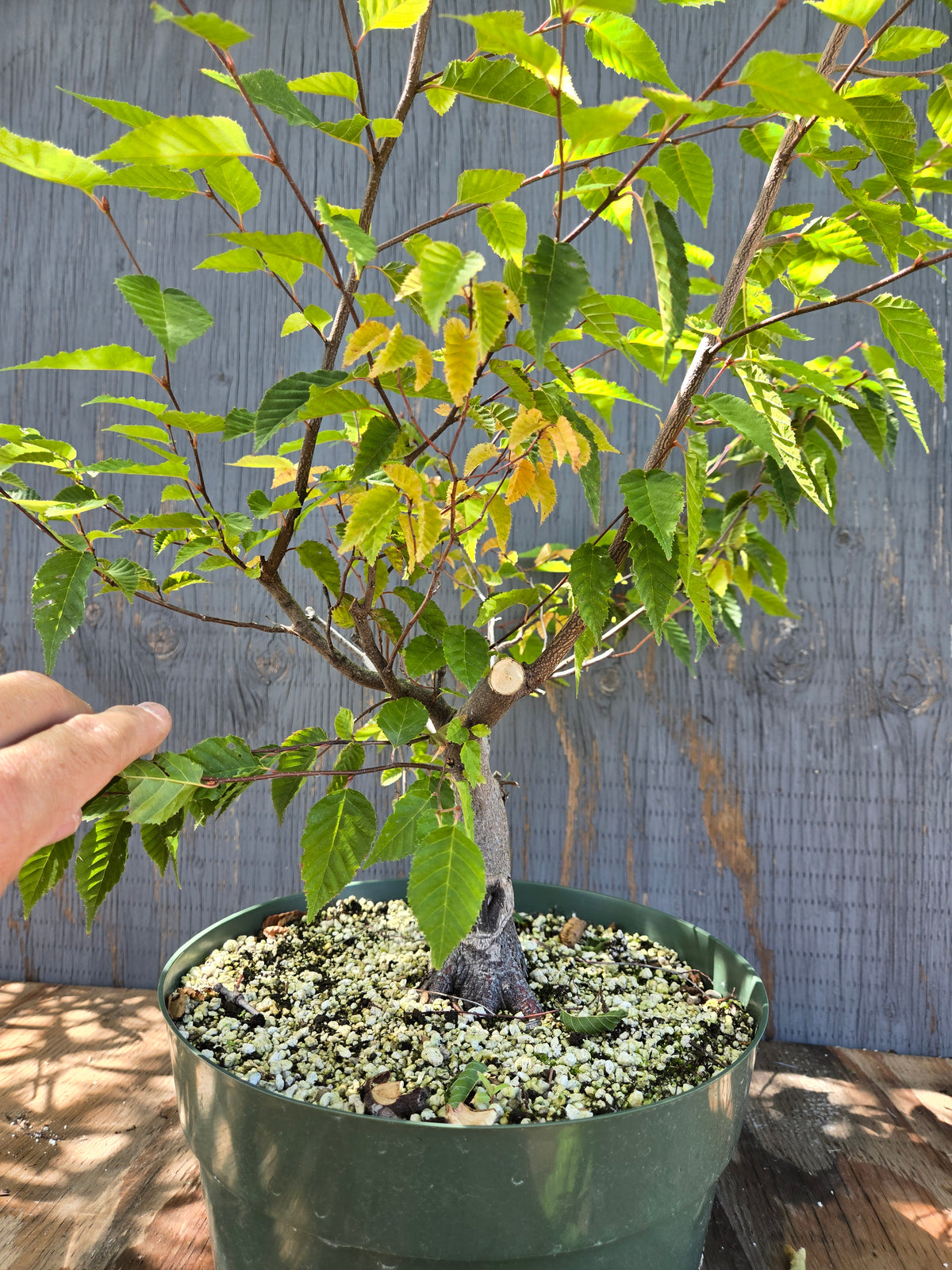 Carpinus laxiflora, Loose Flower Hornbeam Clax Sept 01