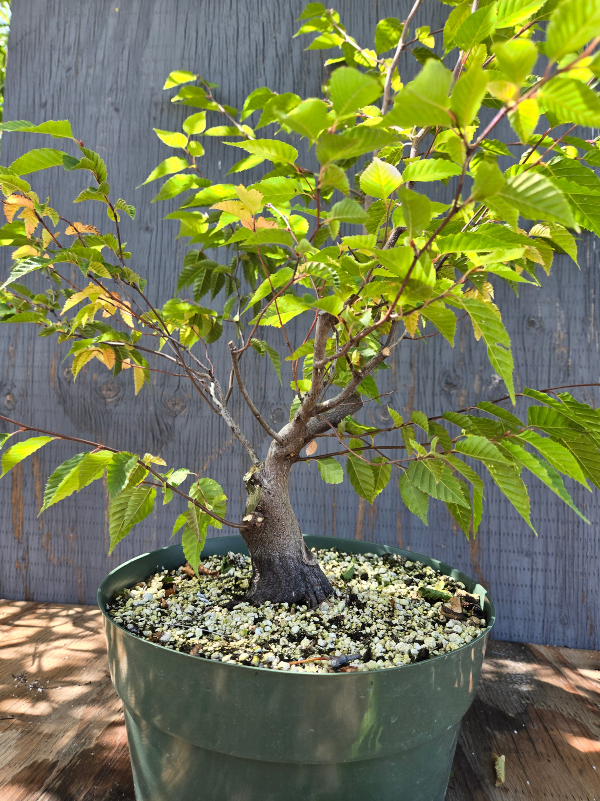 Carpinus laxiflora, Loose Flower Hornbeam Clax Sept 01