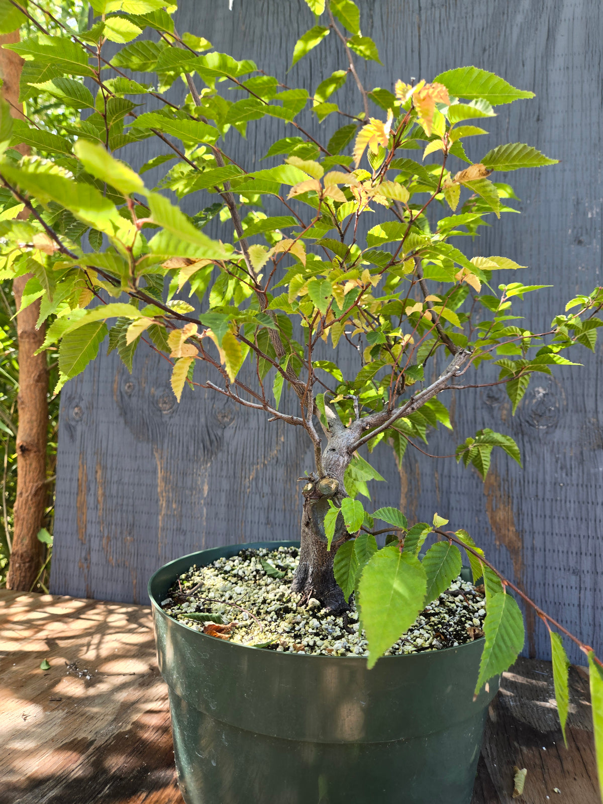 Carpinus laxiflora, Loose Flower Hornbeam Clax Sept 01