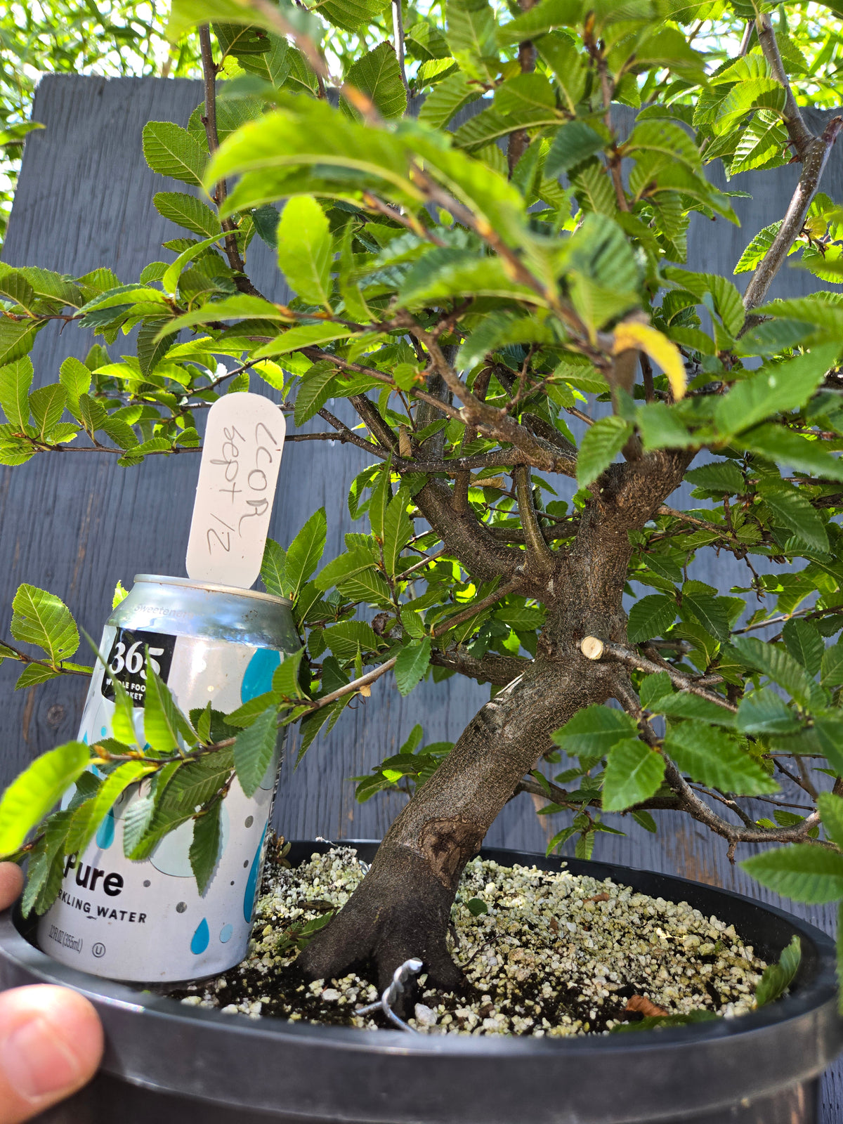 Carpinus coreana, Korean Hornbeam, Ccor Sept 12
