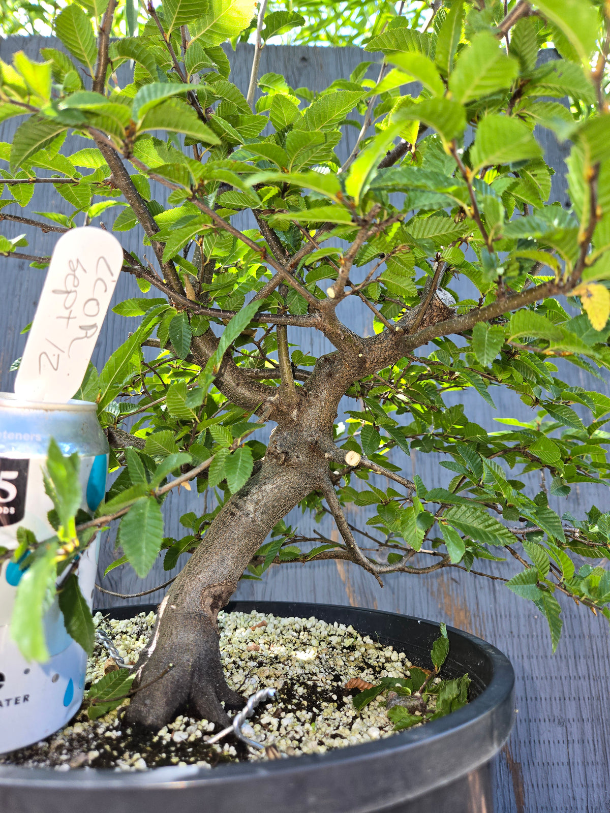 Carpinus coreana, Korean Hornbeam, Ccor Sept 12