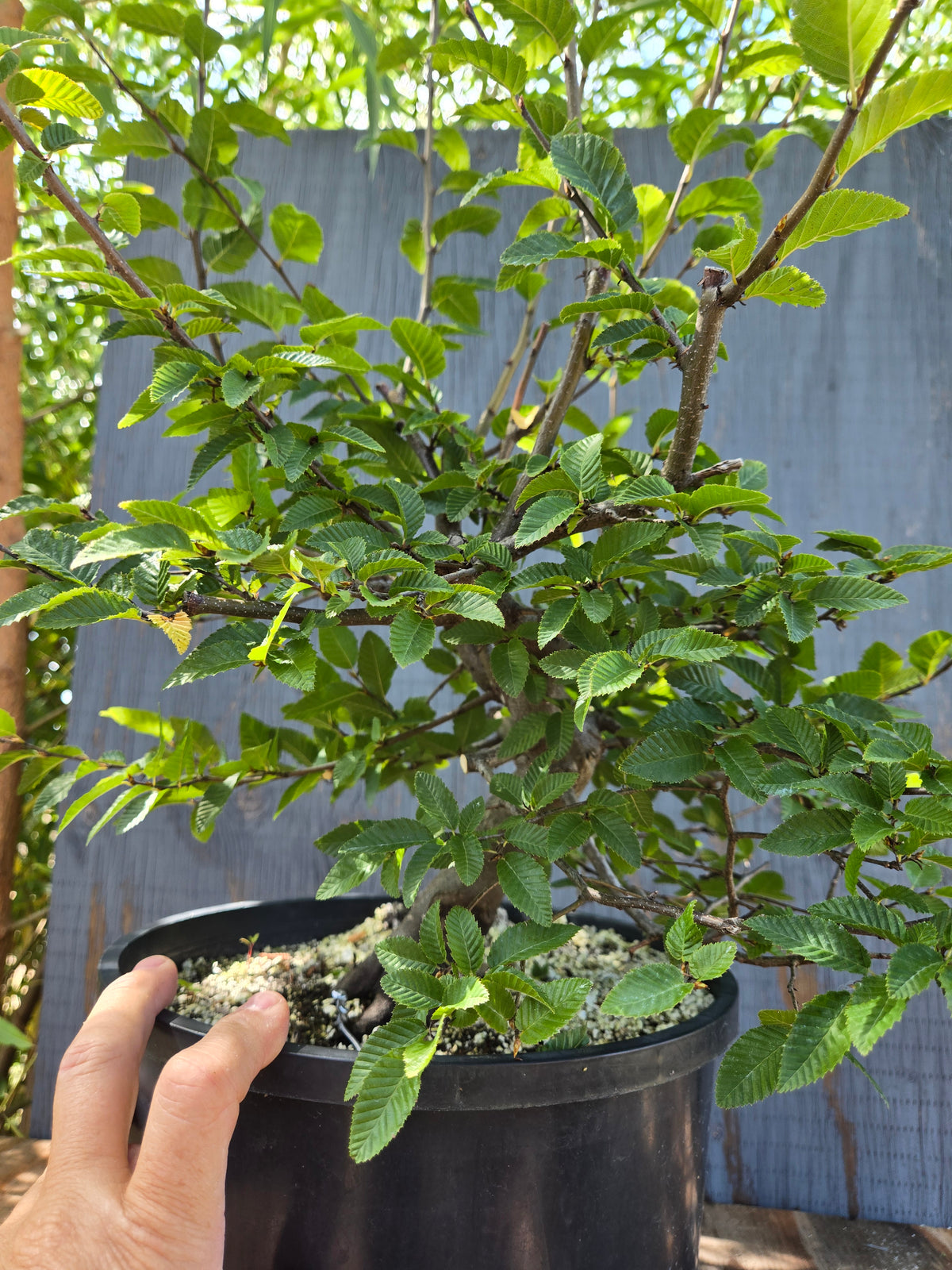 Carpinus coreana, Korean Hornbeam, Ccor Sept 12