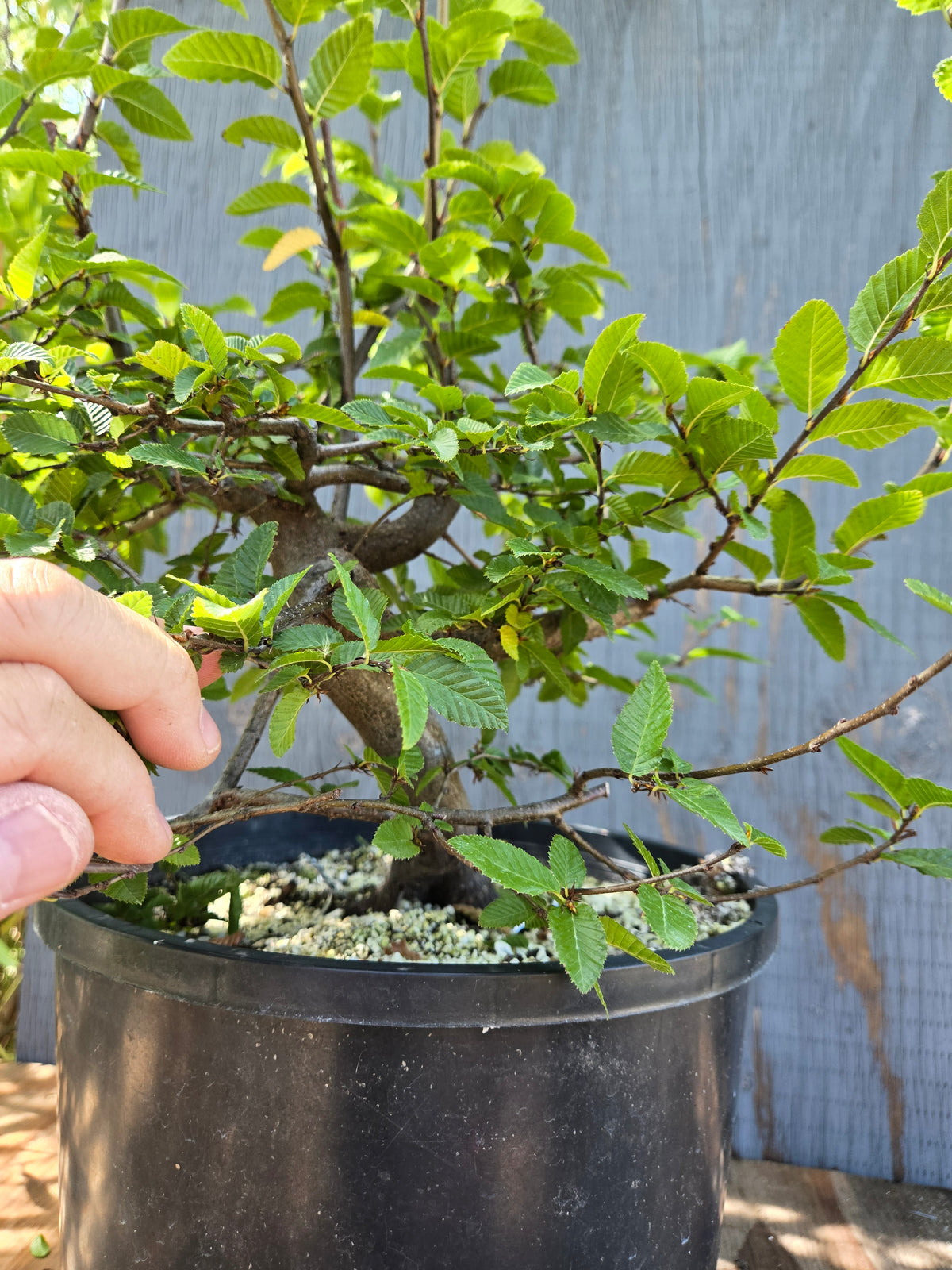 Carpinus coreana, Korean Hornbeam, Ccor Sept 12