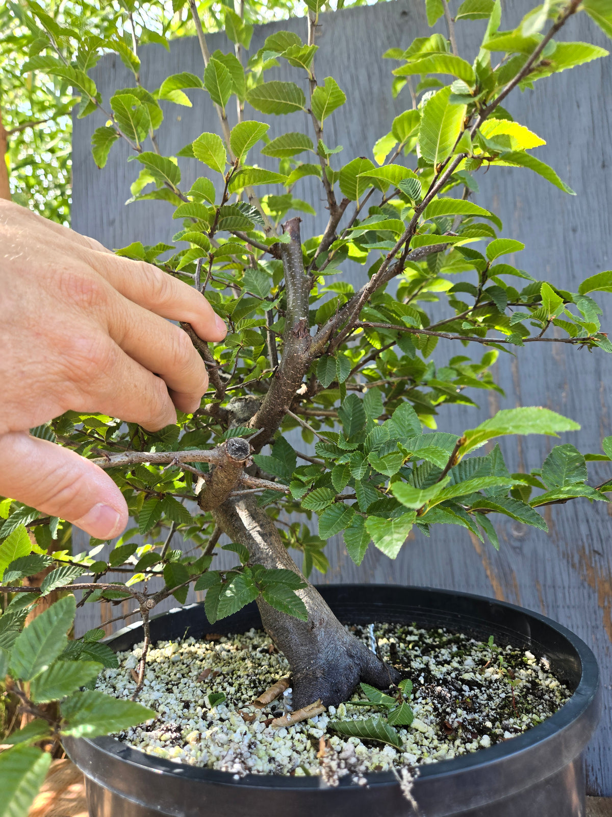 Carpinus coreana, Korean Hornbeam, Ccor Sept 12