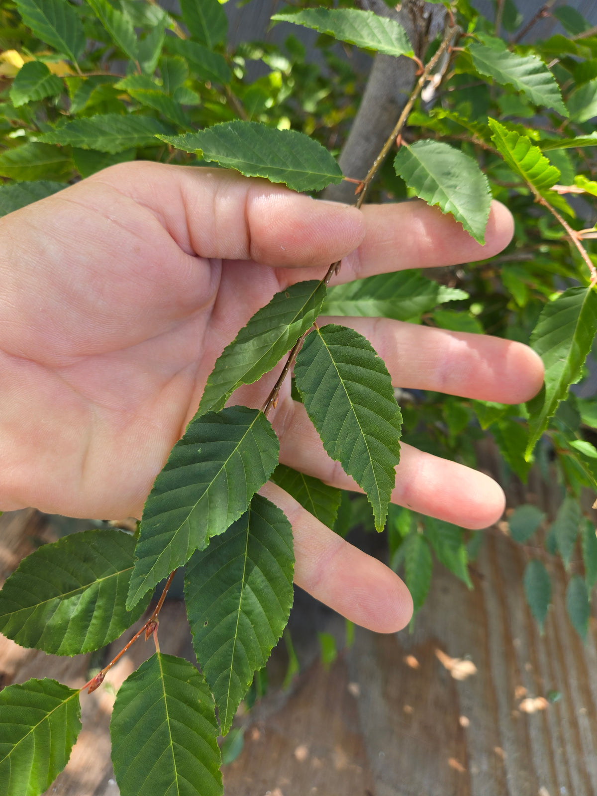 Carpinus laxiflora, Loose Flower Hornbeam Clax Sept 02