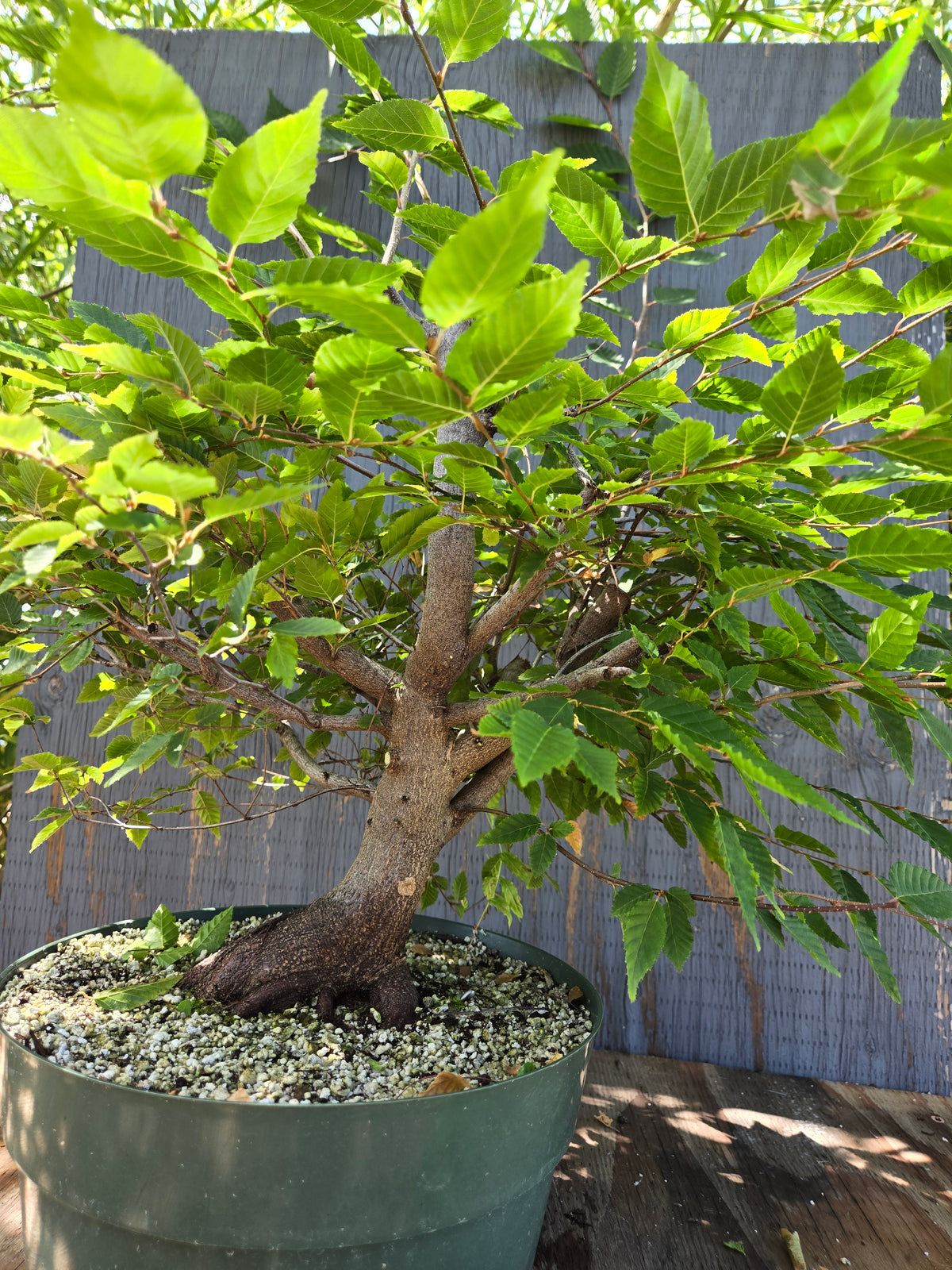 Carpinus laxiflora, Loose Flower Hornbeam Clax Sept 02