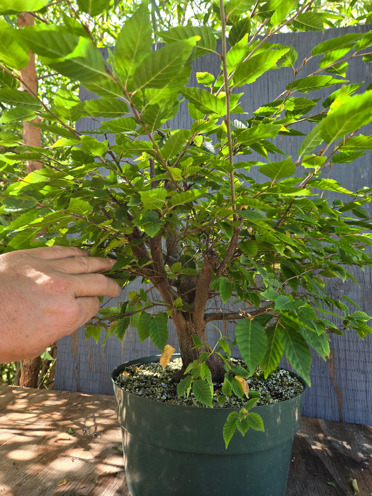 Carpinus laxiflora, Loose Flower Hornbeam Clax Sept 02