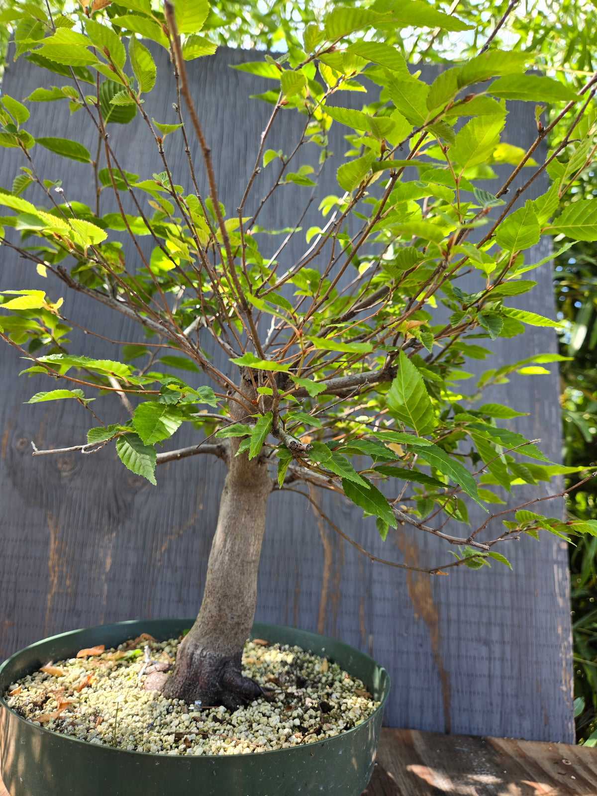 Carpinus laxiflora, Loose Flower Hornbeam Clax Sept 03