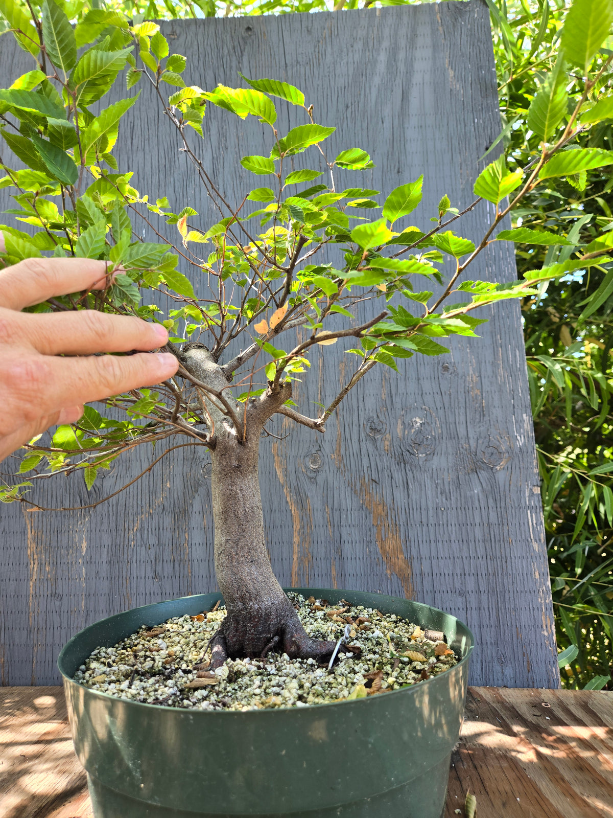 Carpinus laxiflora, Loose Flower Hornbeam Clax Sept 03