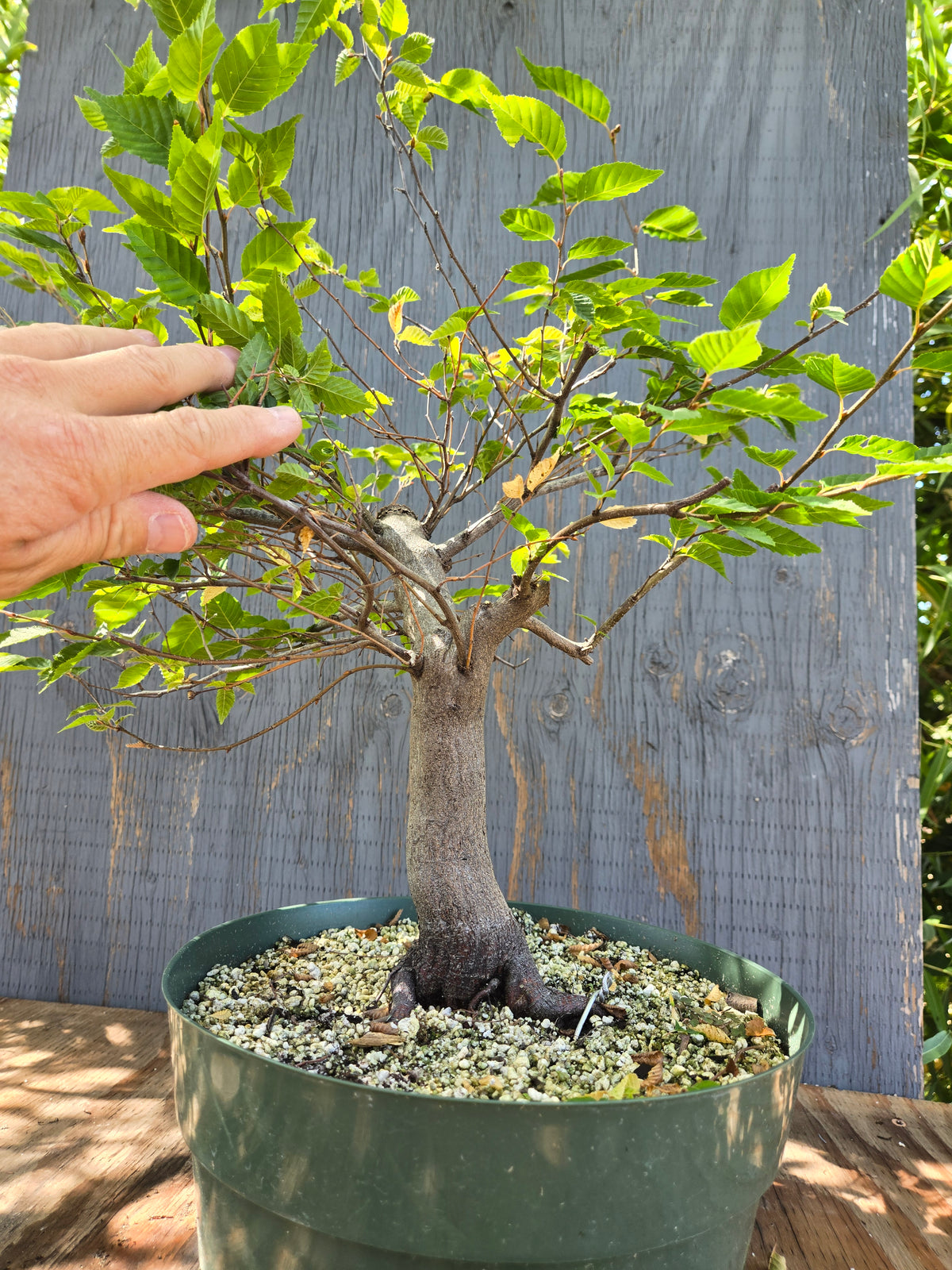 Carpinus laxiflora, Loose Flower Hornbeam Clax Sept 03