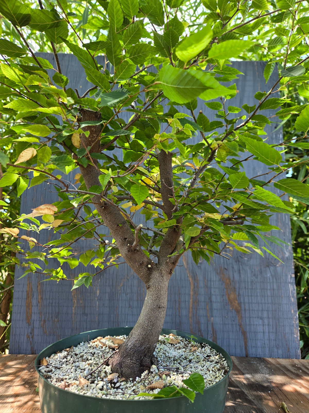 Carpinus laxiflora, Loose Flower Hornbeam Clax Sept 04