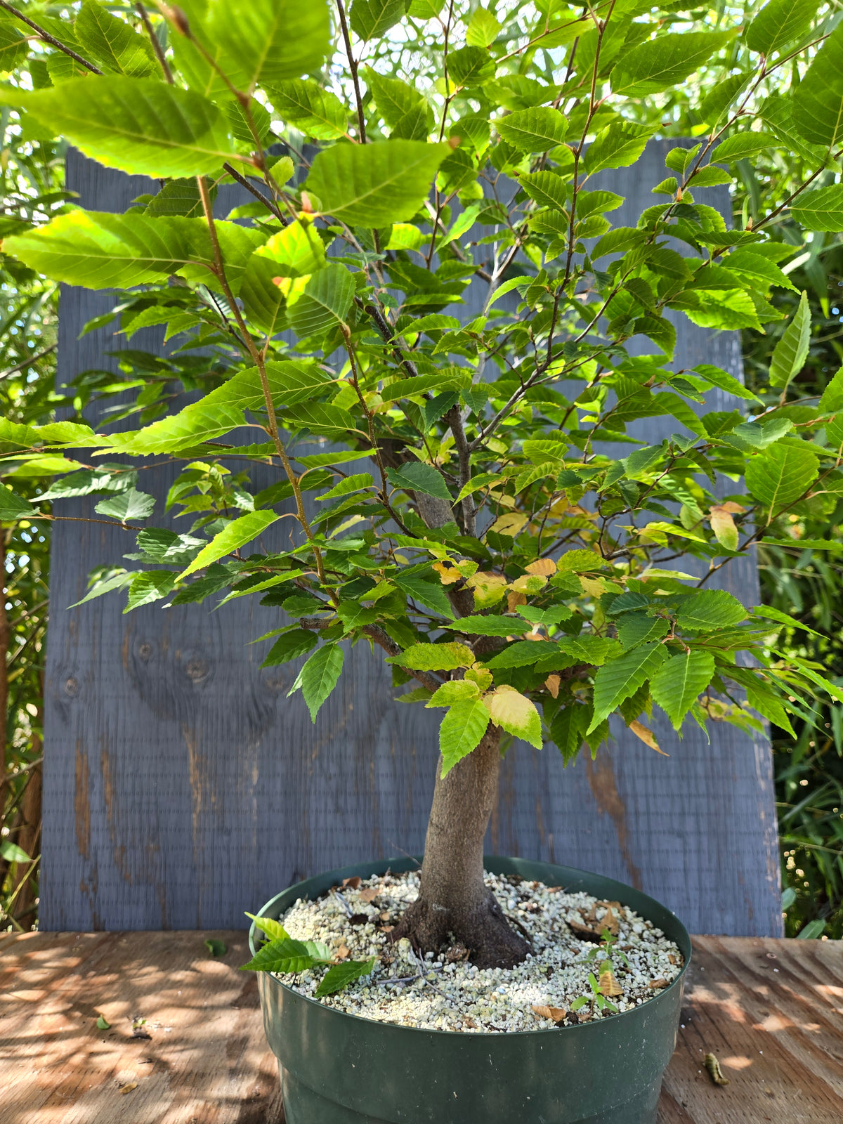 Carpinus laxiflora, Loose Flower Hornbeam Clax Sept 04