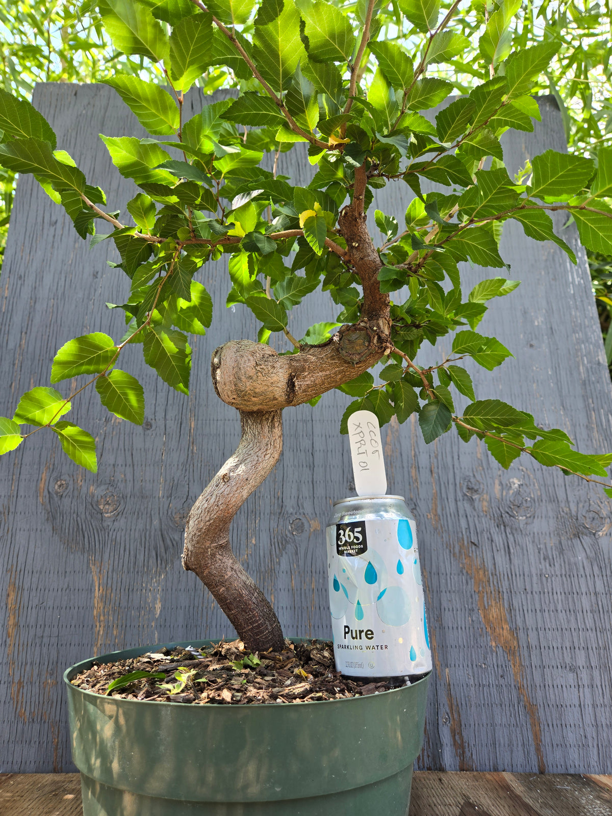 Carpinus coreana, Korean Hornbeam, Ccor XPRT 1