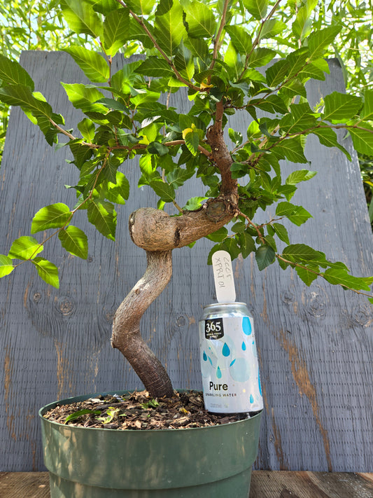 Carpinus coreana, Korean Hornbeam, Ccor XPRT 1