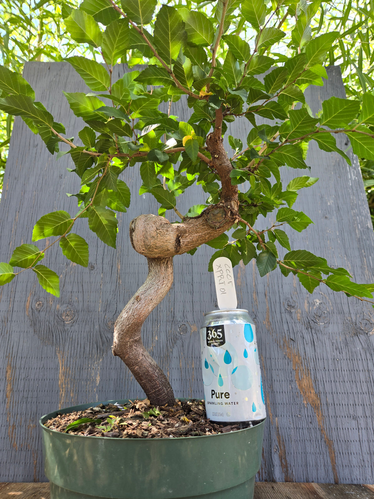 Carpinus coreana, Korean Hornbeam, Ccor XPRT 1
