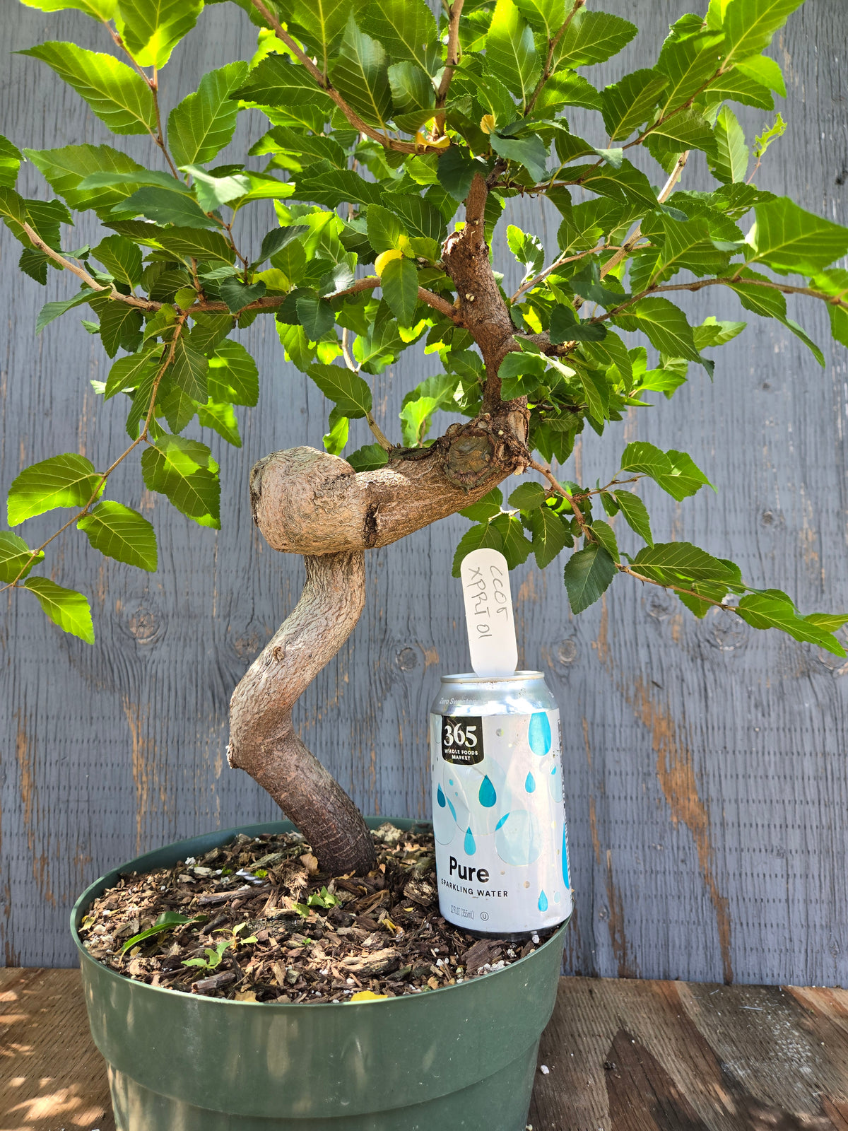 Carpinus coreana, Korean Hornbeam, Ccor XPRT 1