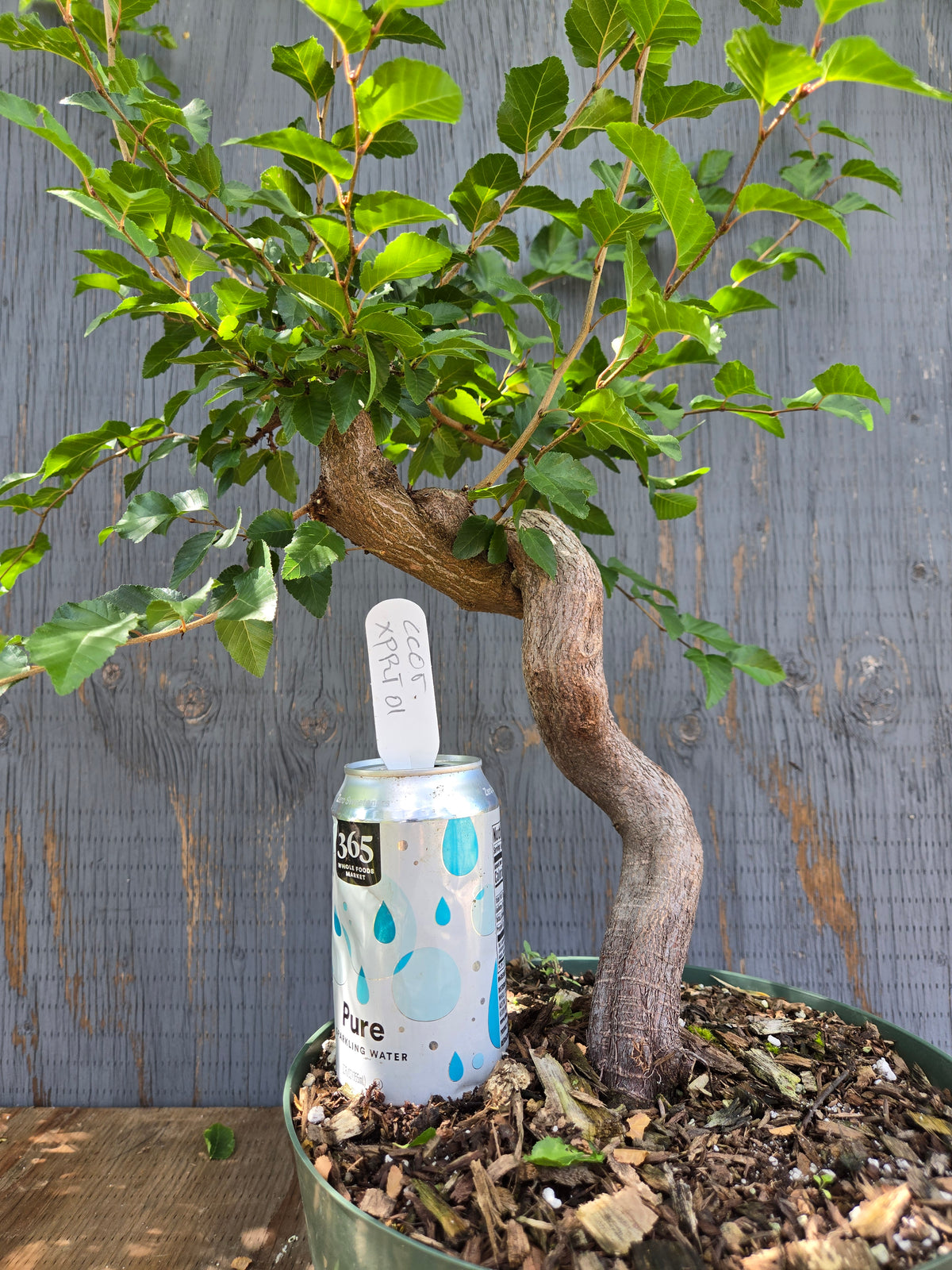Carpinus coreana, Korean Hornbeam, Ccor XPRT 1