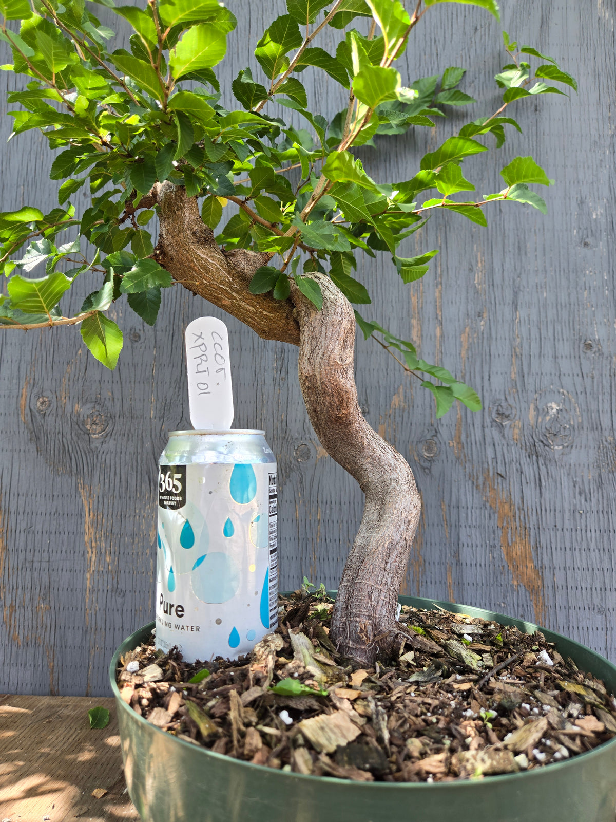 Carpinus coreana, Korean Hornbeam, Ccor XPRT 1