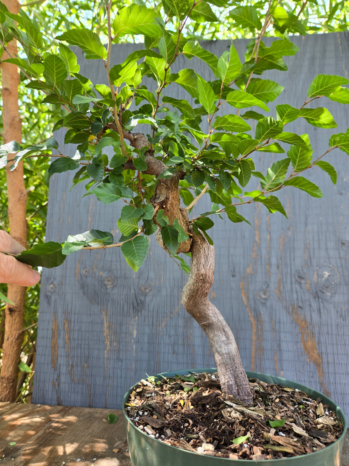 Carpinus coreana, Korean Hornbeam, Ccor XPRT 1