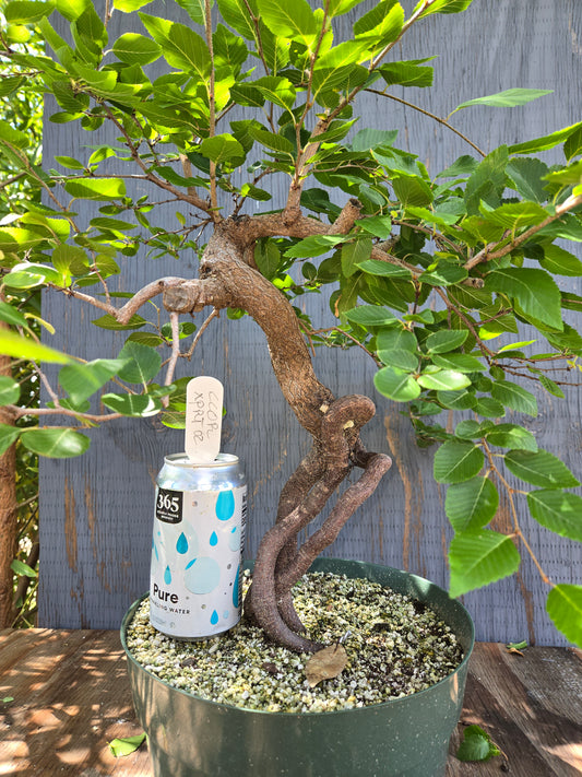 Carpinus coreana, Korean Hornbeam, Ccor XPRT 2