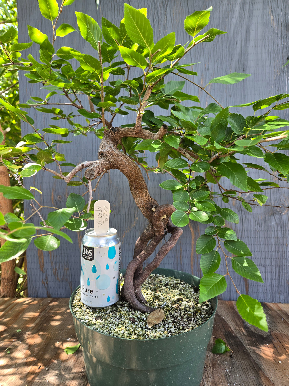 Carpinus coreana, Korean Hornbeam, Ccor XPRT 2