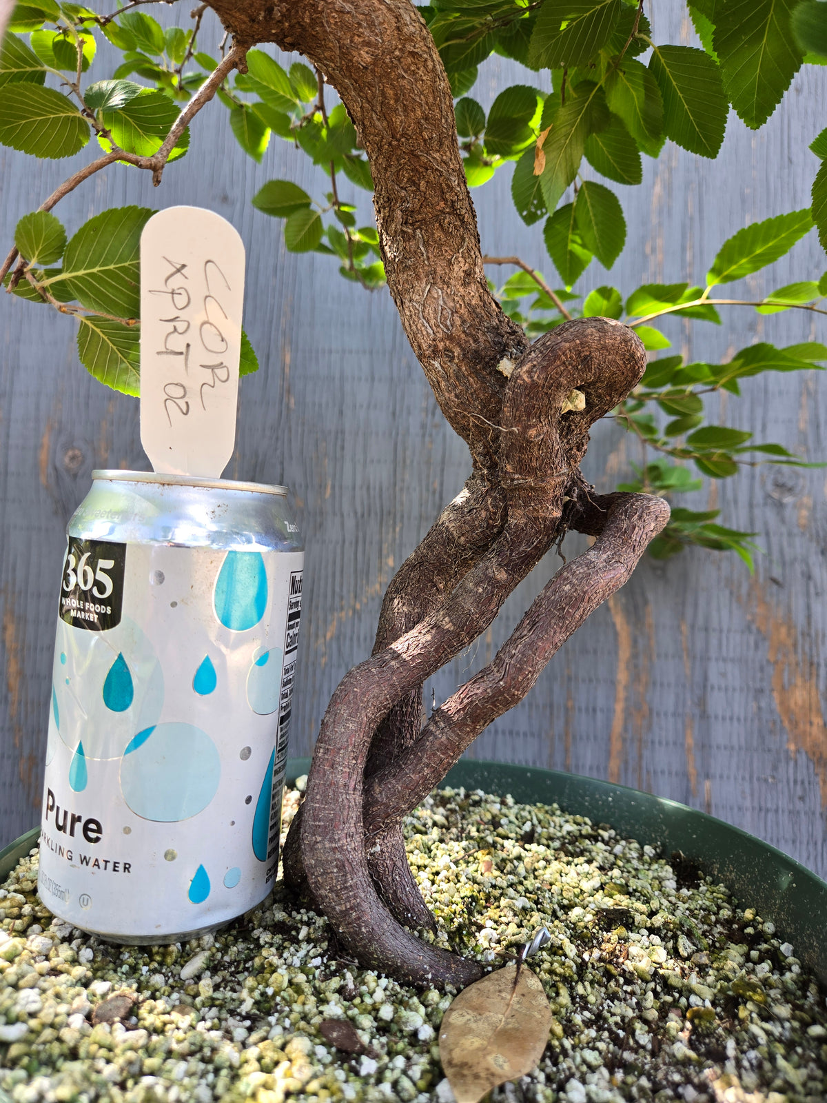 Carpinus coreana, Korean Hornbeam, Ccor XPRT 2