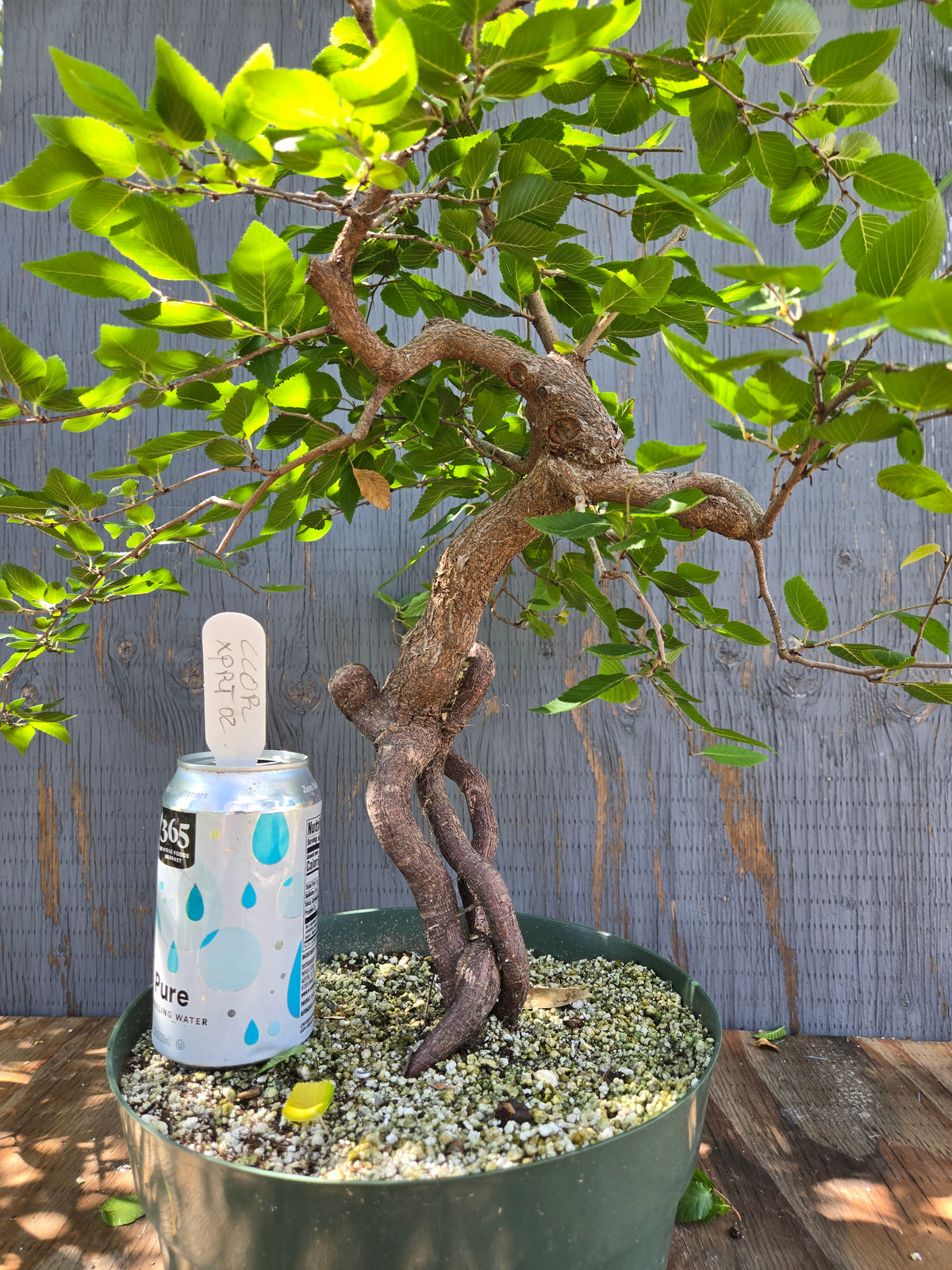 Carpinus coreana, Korean Hornbeam, Ccor XPRT 2