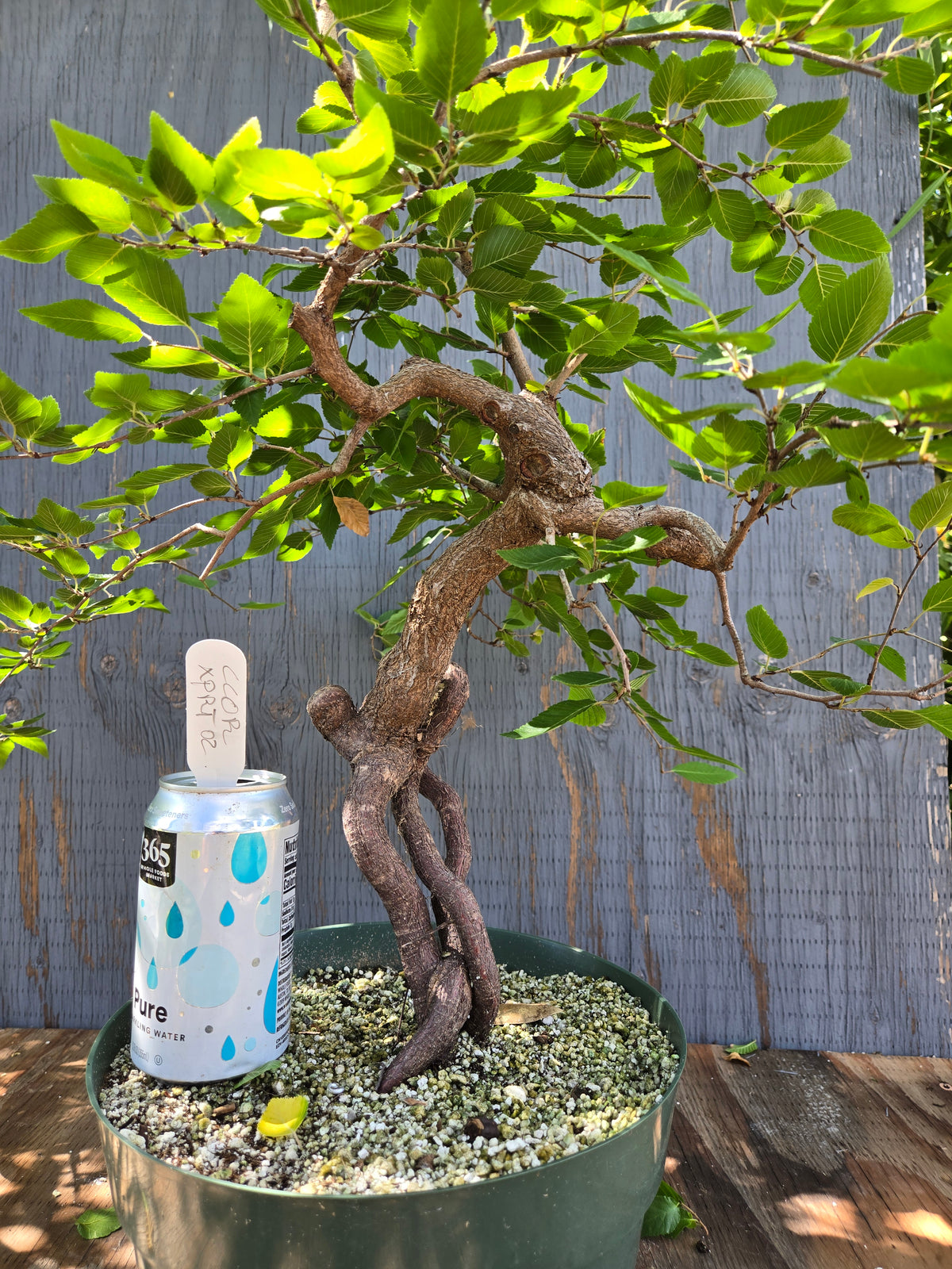 Carpinus coreana, Korean Hornbeam, Ccor XPRT 2