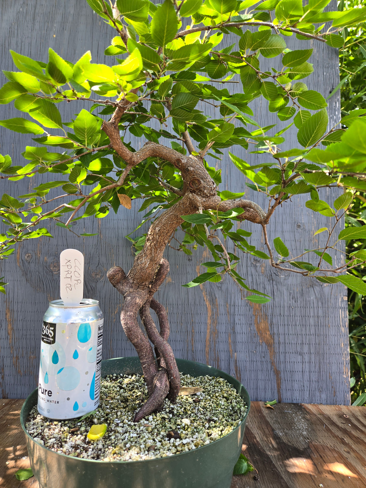 Carpinus coreana, Korean Hornbeam, Ccor XPRT 2